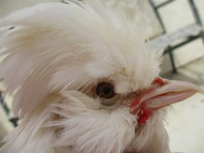 White Sultan Chicken