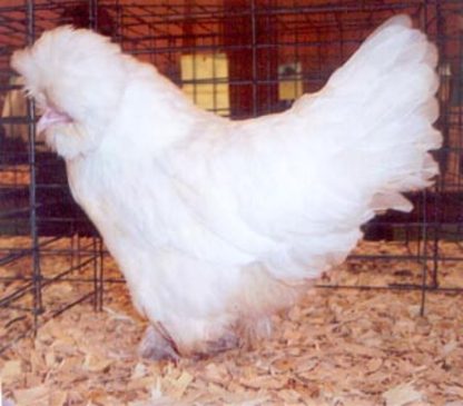 White Sultan Chicken