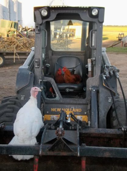 White Broad Breasted Turkeys