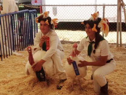 White Broad Breasted Turkeys