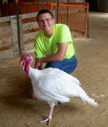 White Broad Breasted Turkeys