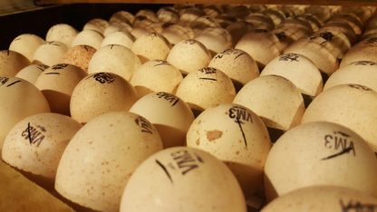 White Broad Breasted Turkey Eggs