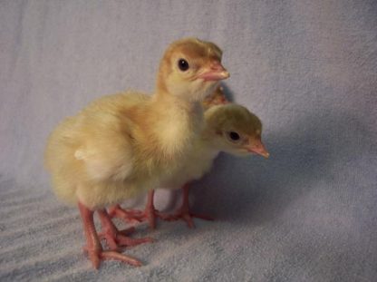 Day Old White Broad Breasted Turkey Poults Colored