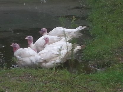 White Broad Breasted Turkeys