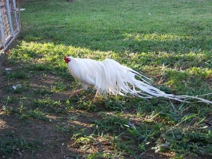 White Yokohama Chicken