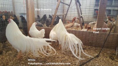 White Yokohama Chicken