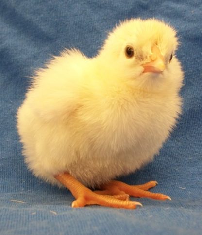 Day old White Chantecler Chick