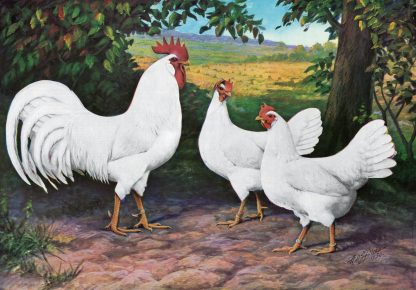 White Leghorn Chickens