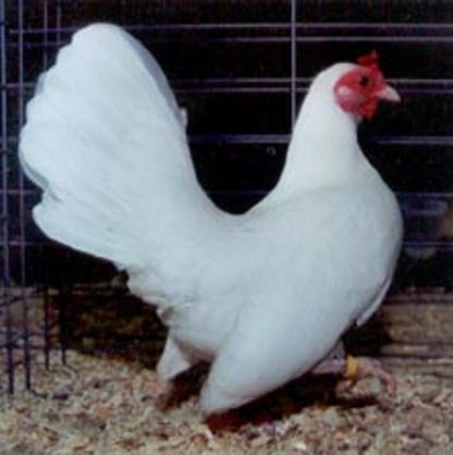 White Old English Game Bantam