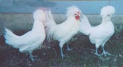 Flock of Non-Bearded White Polish Chickens