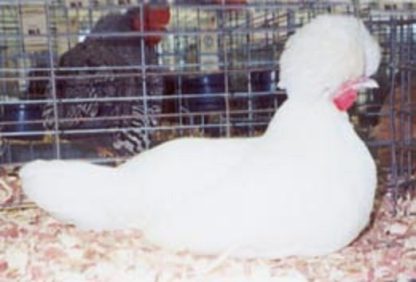Non-Bearded White Polish Chicken Hen