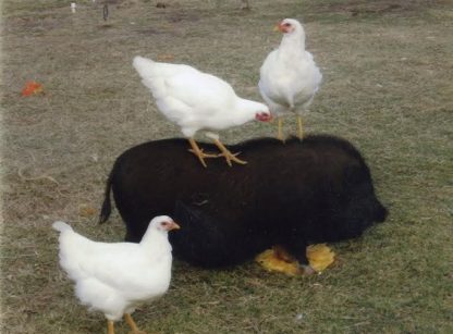 White Plymouth Rock Chickens.