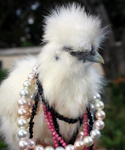 “Lucky” the White Silkie