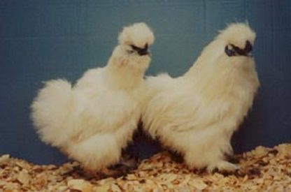 White Silkie Bantams