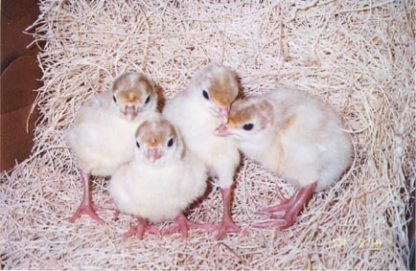 Day Old White Broad Breasted Turkey Poults