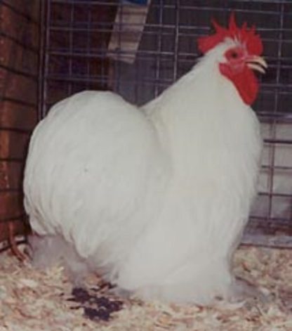 White Cochin Bantam Chicken