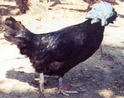 White Crested Black Polish Chicken