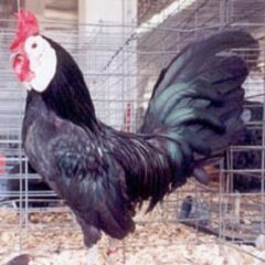 White Faced Black Spanish Bantam