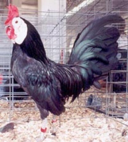 White Faced Black Spanish Bantam