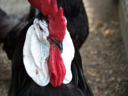 White Faced Black Spanish Bantam Rooster Chicken