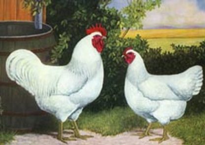 White Jersey Giant Chickens