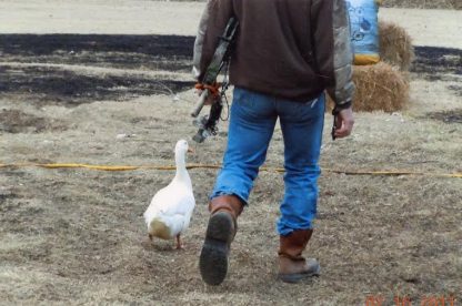 White Pekin Duck