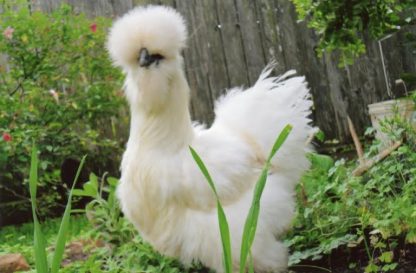 White Silkie Hen