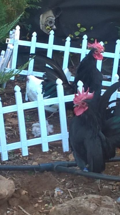 Black Japanese Bantams