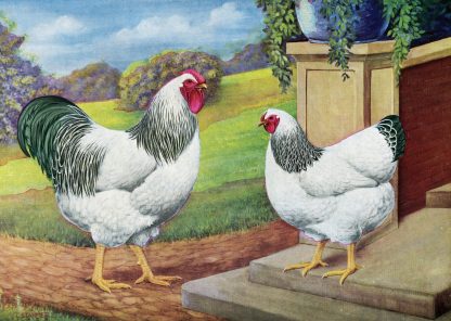 Columbian Wyandotte Chickens
