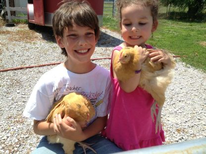 Buff Orpington Pullet Chicken