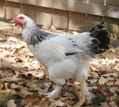 Young Light Brahma Rooster
