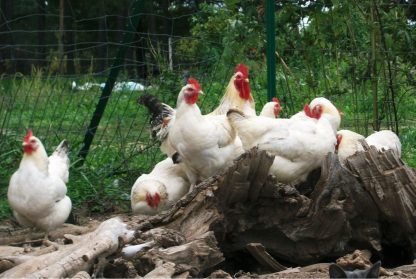 A photo of a small flock of Delaware X Hampshire chickens. This photo is of the offspring cross of the parent stock. The offspring look similar to the pure Delaware chicken.
