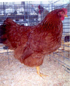 New Hampshire Chicken Hen Parent Stock