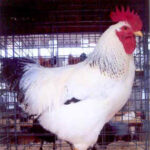 Delaware Chicken Rooster Parent Stock