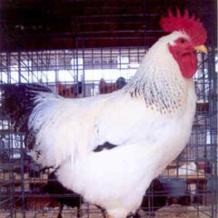 Delaware Chicken Rooster Parent Stock