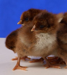 Day old Partridge Plymouth Rock chicks