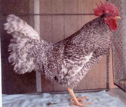 California Grey Chicken Rooster