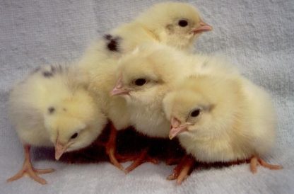 Day old California White chicks
