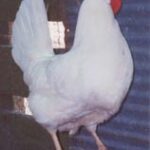 California White Chicken Hen