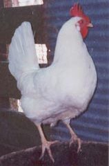 California White Chicken Hen