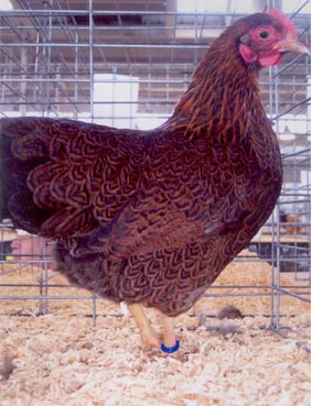 Partridge Plymouth Rock Standard Chicken Hen Owned/Bred by Rick Jandrey Above Board Poultry - Richfield, Ohio