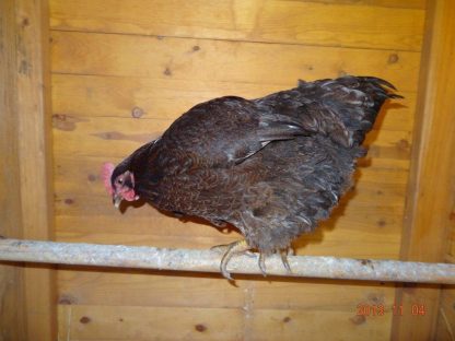 Partridge Plymouth Rock Pullet Chicken Breed