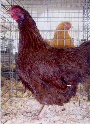 Partridge Plymouth Rock Standard Chicken Hen Owned/Bred by Rick Jandrey AboveBoard Poultry - Richfield, Ohio