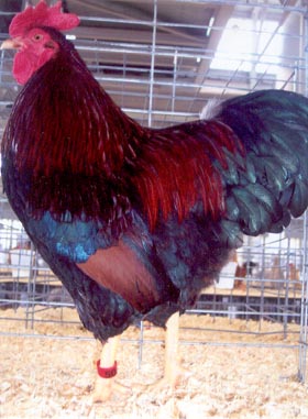 Partridge Plymouth Rock Standard Chicken Rooster