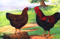 Art print of Partridge Plymouth Rock Chicken Rooster and Hen by Watts Publishing Co.