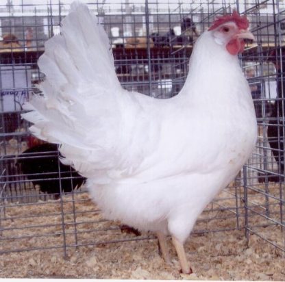 White Leghorn Chicken Hen