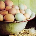 Promoting Healthy Egg Laying