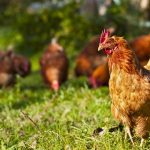 Studies Demonstrate Nutritional Benefits of Free-Range Eggs