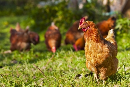 Studies Demonstrate Nutritional Benefits of Free-Range Eggs