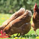 How Can I Prevent My Chickens From Getting Sick?